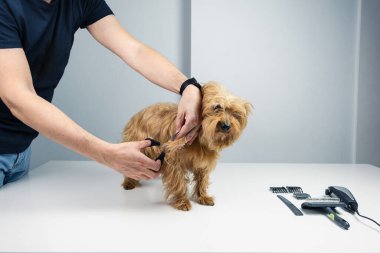 İsimsiz bir adam, yetişkin bir teriyer köpeğinin saçını makasla kesiyor. Çevre iyi ışıklandırılmış bir kuaför salonu ve yanında da köpek bakım malzemeleri var..