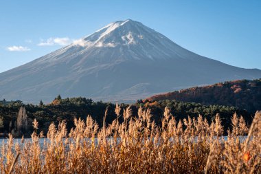 Kawaguchiko Gölü 'nde Fuji Dağı' nı çerçeveleyen kırmızı akçaağaç ağaçları