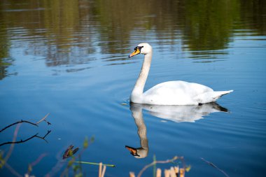 Durgun bir gölde zarif bir şekilde yüzen görkemli beyaz kuğu zarif sularda yansıyor. Saflığın, barışın ve doğal güzelliğin sembolü..