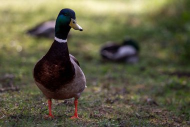Çimlerin üzerinde duran renkli bir erkek yaban ördeği, gün ışığında yakalanır. Canlı yeşil kafası ve parlak turuncu bacakları onu mükemmel bir vahşi yaşam ve doğa görüntüsü yapıyor..