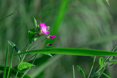 Yeşil bir çayırda açan pembe bir kır çiçeğinin doğal yumuşak arkaplanının makro görüntüsü. Almanya, Braunschweig 'de yaz doğasının hassas bir ayrıntısı..