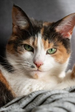 Battaniyeye uzanmış ve doğrudan kameraya bakan yeşil gözlü, üç renkli beyaz bir kedinin yakın plan portresi. Evcil hayvan, aşk ve ev konforu için mükemmel..