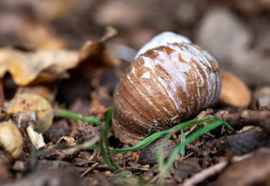 Sonbahar yaprakları ve orman zeminindeki toprağın arasında dinlenen boş bir salyangoz kabuğuna yakın plan. Vahşi yaşam, çürüme ve doğal dokular için mükemmel detaylı bir makro..