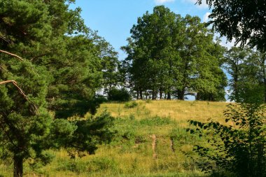 Arka planda uzun yeşil ağaçlar ve yukarıdaki açık mavi gökyüzü ile açık çimenli arazi, güneşli bir yaz gününde huzurlu bir kırsal alanda çekildi.