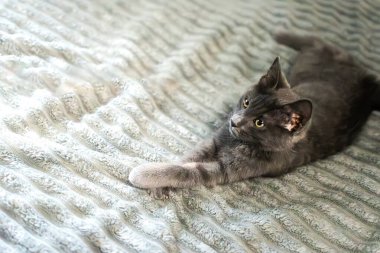 Yumuşak ışıklandırmalı ve çapraz pençeli, rahat bir battaniyenin üzerinde dinlenen sevimli gri kedi. Kumaş dokusunda geniş kopya alanı olan barışçıl bir sahne.