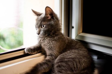 Sevimli gri kedi yavrusu, açık bir pencerenin kenarında dinleniyor. Rahat ve düşünceli bir bakışla. Hayvan yaşam tarzı, ev konforu ve sakin duygusal kavramlar için idealdir..