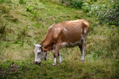 Kahverengi ve beyaz bir inek kırsal kesimde yemyeşil bir yamaçta huzur içinde otlar, yemyeşil doğa ile çevrili..