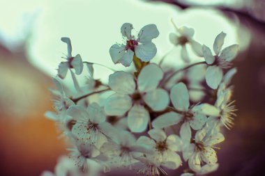 Gün batımında çekilen, tatlı pastel bokeh arkaplanlı, narin kiraz çiçekleri. Bahar doğası sahnesi.
