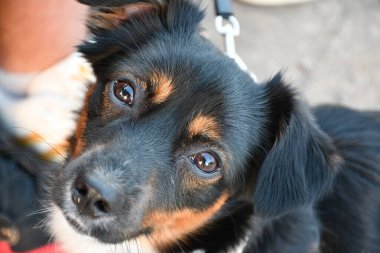 Küçük siyah ve esmer bir köpeğin detaylı görüntüsü. İfade edici gözleri var. Yürürken tasma takıp yukarı bakıyor..