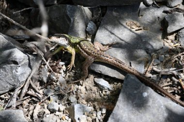 Kuru yaprakların ve dalların arasında, güneş tarafından ısıtılmış kayalarda dinlenen bir kertenkele.