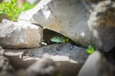 Romanya 'nın Racos kentindeki Emerald Gölü' ndeki kayaların arasına kısmen gizlenmiş yeşil kertenkele, ılık bahar güneşinin tadını çıkarıyor.