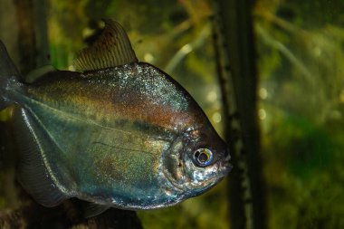 Akvaryumda yüzen gümüş balığın yeşil arka plan ve görünür ölçekte detaylarıyla yakından görüntüsü