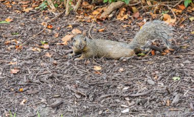 Orman zemininde kameraya bakan meraklı sincap. Kuru yapraklar ve samanlarla çevrili orman zemininde dinlenen vahşi sincap. Chicago 'nun vahşi yaşamı