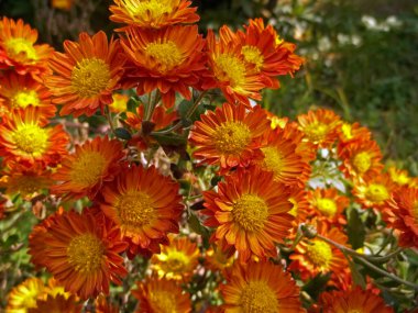Ulsan, Güney Kore 'de bir bahçede çekilmiş birkaç portakal çiçeği fotoğrafı..