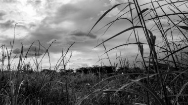 Filipinler 'in Las Pias şehrinde rüzgarlı bir arazinin siyah beyaz fotoğrafı..