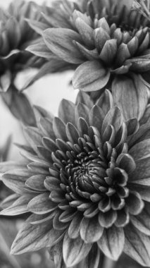 Annelerin ya da kasımpatı çiçeklerinin siyah beyaz bir fotoğrafı. Las Pinas, NCR, Filipinler 'den alındı..