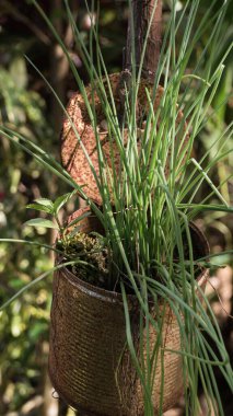 Teneke kutuya yerleştirilmiş soğan. Tinapuay, Banga, Aklan, Filipinler 'den alındı.