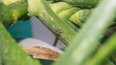 Bir Aloe Vera bitkisinden alınmış Plexippus paykulli örümceğinin fotoğrafı..