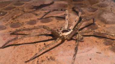 Avcı bir örümceğin fotoğrafı..