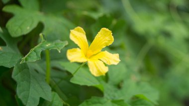 Acı bir kabak çiçeğinin fotoğrafı..