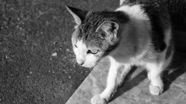 Bakış açısıyla çekilmiş siyah beyaz bir kedi fotoğrafı. Kalibo, Aklan, Filipinler 'den alındı..