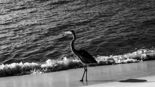 Pensacola, Florida sahilindeki balıkçıl balığının siyah beyaz bir fotoğrafı..