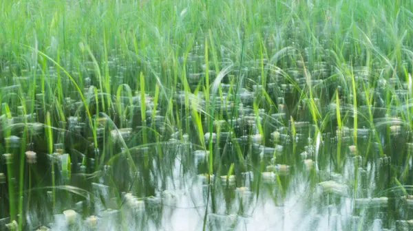 Rüzgarla hareket eden otlar, yağmurdan sonra suya gömülür.. 