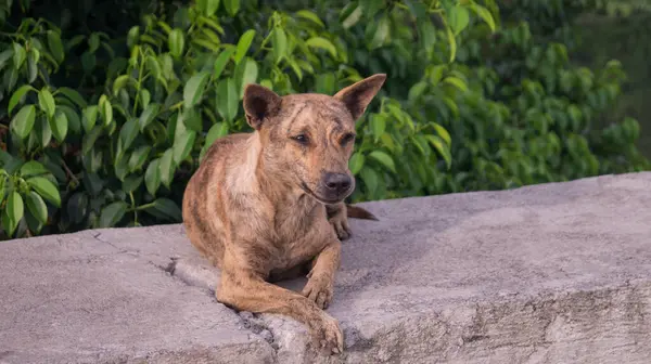 Kaldırımdaki bir köpeğin fotoğrafı..