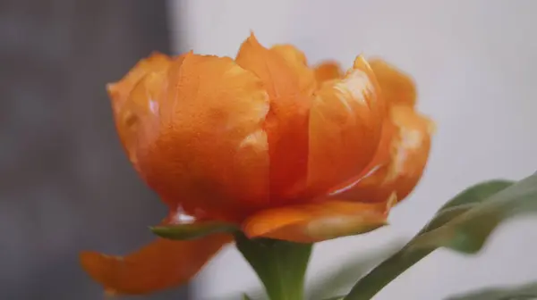 Bir portakal çiçeği ya da çiçeğin fotoğrafı..