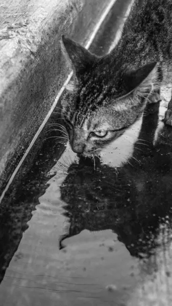 İçen bir kedinin siyah beyaz fotoğrafı..