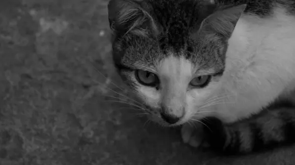 Bir kedinin siyah beyaz fotoğrafı..