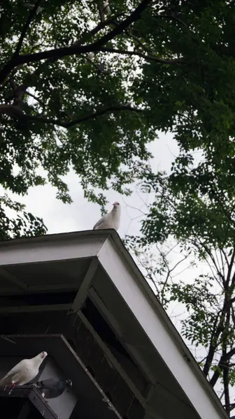 Intramuros, Manila, Filipinler 'deki güvercinlerin fotoğrafı..