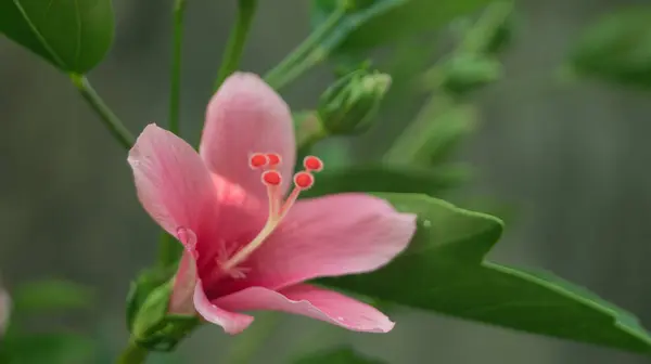 Pembe bir amber çiçeğinin fotoğrafı. Kalibo, Aklan, Filipinler 'den alındı..