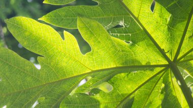 Papaya yapraklarının fotoğrafı..