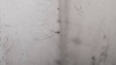 Kozmopolit mahzen örümceğinin siyah beyaz fotoğrafı. Las Pinas, NCR, Filipinler 'den alındı..