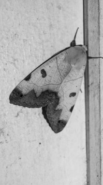 Ophiusa tirhaca 'nın siyah beyaz bir fotoğrafı, yeşil sıkıcı, bir güve. Las Pinas, NCR, Filipinler 'den alındı..