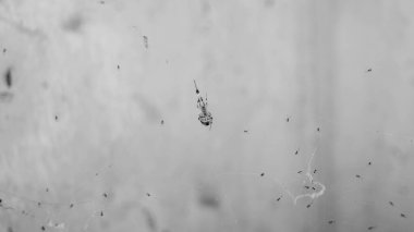 Bir örümceğin, örümceklerinin ya da çocuklarının ağdaki siyah beyaz bir fotoğrafı. Las Pinas, NCR, Filipinler 'den alındı..