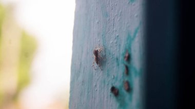 Zıplayan örümceğin fotoğrafı. Las Pinas, NCR, Filipinler 'den alındı..