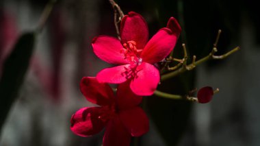 Peregrina çiçeklerinin bir fotoğrafı..