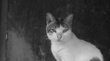 Caddenin kenarında oturan bir kedinin siyah-beyaz fotoğrafı. Las Pinas, NCR, Filipinler 'den alındı..