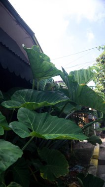 Dev Taro bitkilerinin fotoğrafı. Las Pinas, NCR, Filipinler 'den alındı..