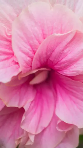 Pembe bir amber çiçeğinin fotoğrafı. Las Pinas, NCR, Filipinler 'den alındı..