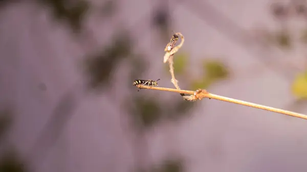 Bir eşek arısının fotoğrafı. Las Pinas, NCR, Filipinler 'den alındı..