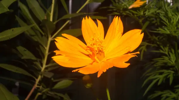 Sülfür kozmosunun bir fotoğrafı. Las Pinas, NCR, Filipinler 'den alındı..