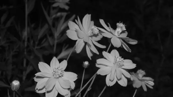 Sülfür kozmosunun siyah beyaz bir fotoğrafı. Las Pinas, NCR, Filipinler 'den alındı..