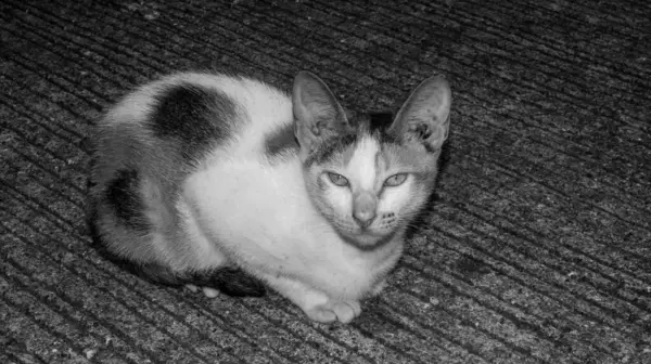 Sokakta oturan bir kedinin siyah beyaz fotoğrafı. Las Pinas, NCR, Filipinler 'den alındı..