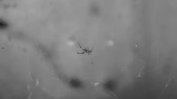 Larinioides Sclopetarius örümceğinin siyah beyaz bir fotoğrafı. Las Pinas, NCR, Filipinler 'den alındı..