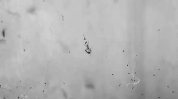 Bir örümceğin, örümceklerinin ya da çocuklarının ağdaki siyah beyaz bir fotoğrafı. Las Pinas, NCR, Filipinler 'den alındı..