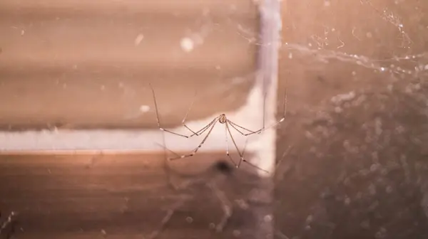 Bir Pholcus fhalangioides örümceğinin ya da uzun bacaklı baba örümceğinin fotoğrafı. Las Pinas, NCR, Filipinler 'den alındı..