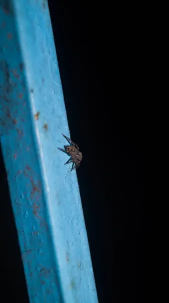 Bir Araneus ventrikozus örümceğinin fotoğrafı. Las Pinas, NCR, Filipinler 'den alındı..